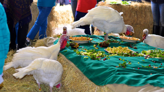 Here Are a Couple of Turkeys Eating a Full Thanksgiving Meal